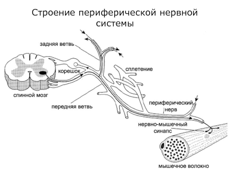 Строение периферической нервной системы