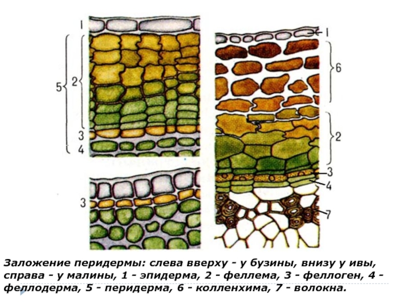 Покровная ткань растений рисунок