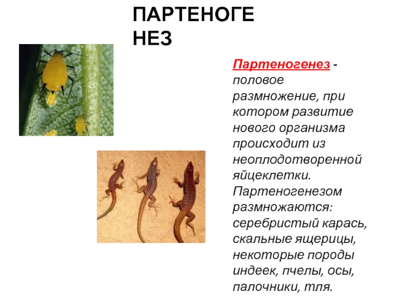 Половое размножение ящериц. Половое размножение партеногенез. Партеногенез размножение. Партеногенез у животных. Партеногенез у ящериц.