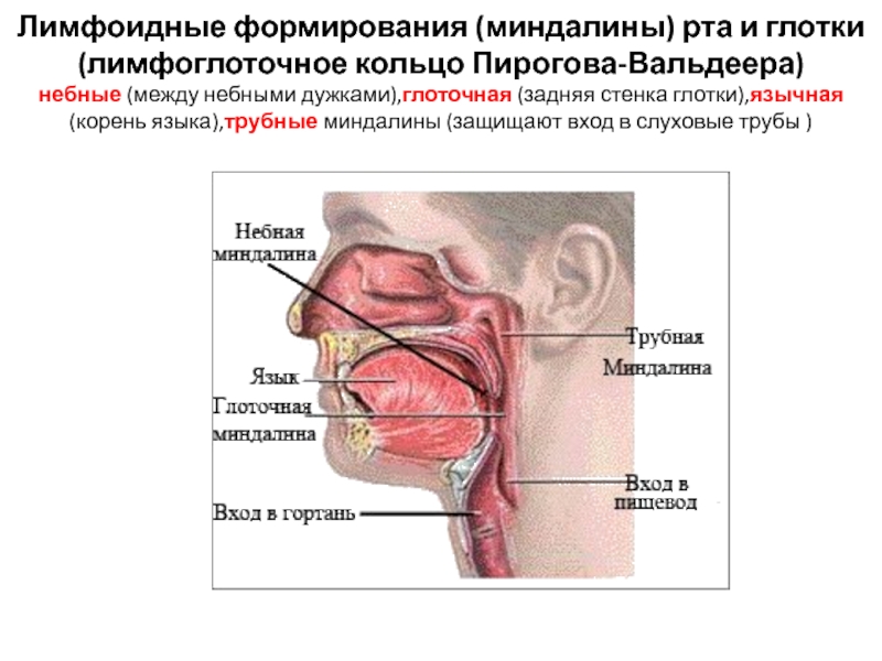 Миндальное кольцо анатомия