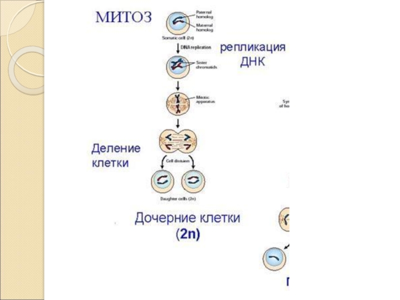 Биологический смысл деления клеток. Клеточный цикл и митоз 10 класс. Способы деления клетки митоз. Деление клетки митоз 10 класс презентация. Схема стадии жизненного цикла митоз мейоз.