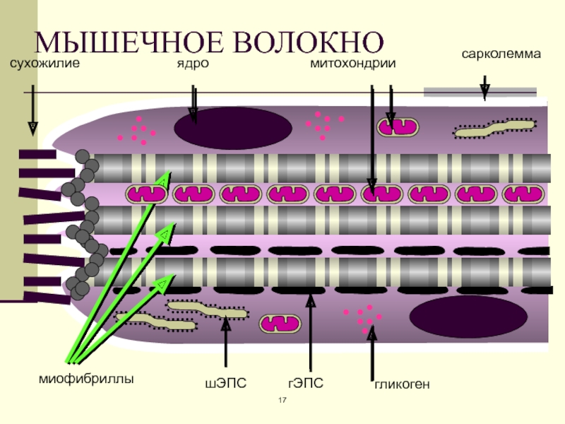 3 типы мышечных волокон