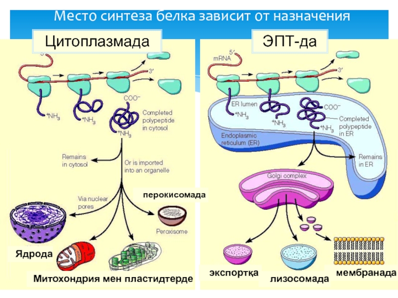 Биосинтез белка митохондрии