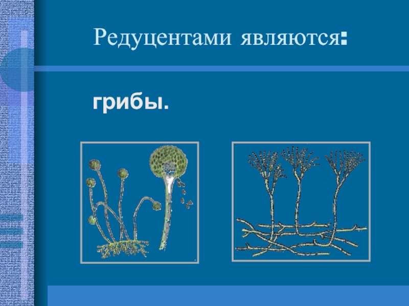 Редуценты искусственной экосистемы