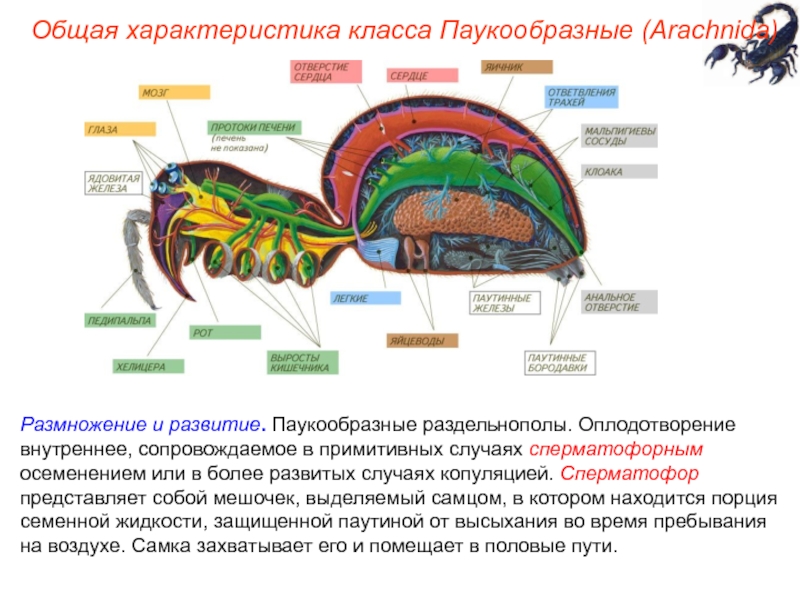 Развитие паукообразных. Пищеварительная система паукообразных 7 класс биология. Полость тела паукообразных. Внутреннее строение паукообразных пищеварительная система.