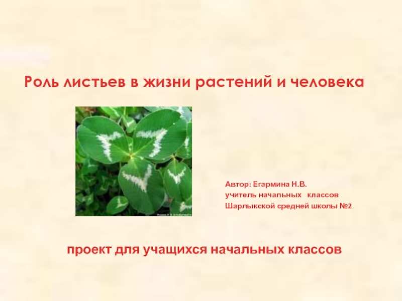 Роль листьев. Роль листа в жизни растения. Листья в жизни растений. Роль листьев у растений. Роль листка в жизни растения.