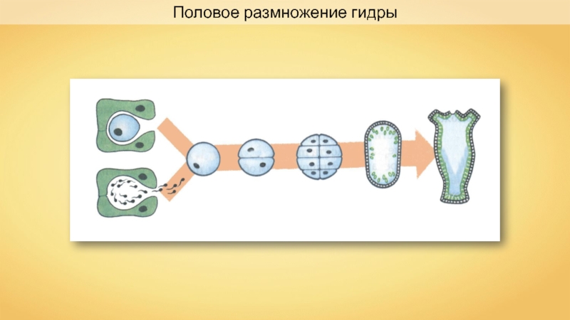 Презентация на тему способы размножения животных оплодотворение 7 класс биология