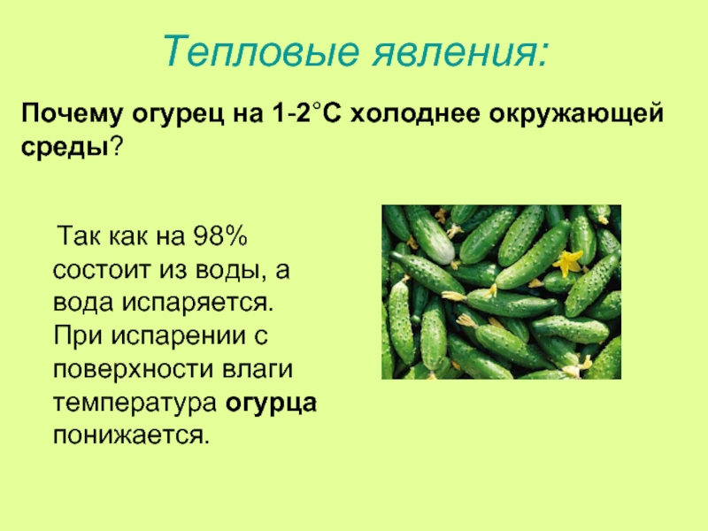 Виды огурцов презентация