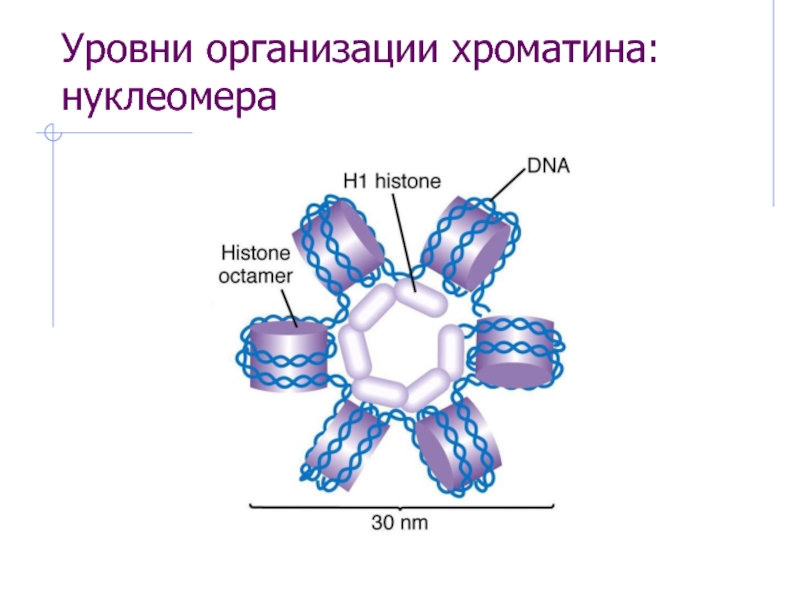 Уровни организации хроматина: нуклеомера