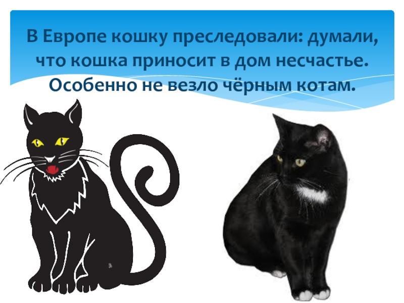 В Европе кошку преследовали: думали, что кошка приносит в дом несчастье. Особенно не везло чёрным котам.