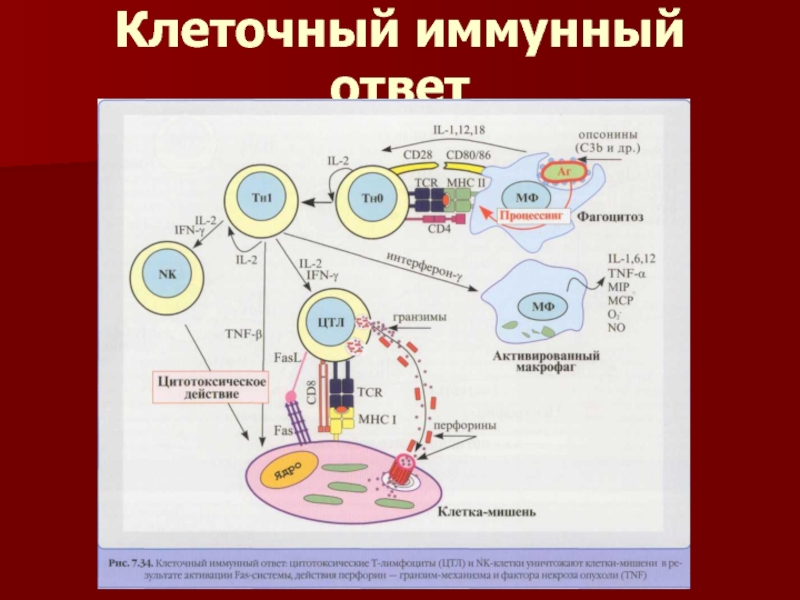 Т и б клетки. Клеточный иммунный ответ т-лимфоциты. Клеточный иммунитет иммунология. Т лимфоциты отвечают за клеточный иммунитет. Структура клеточного иммунитета.