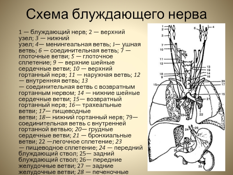 Блуждающий нерв соответствует