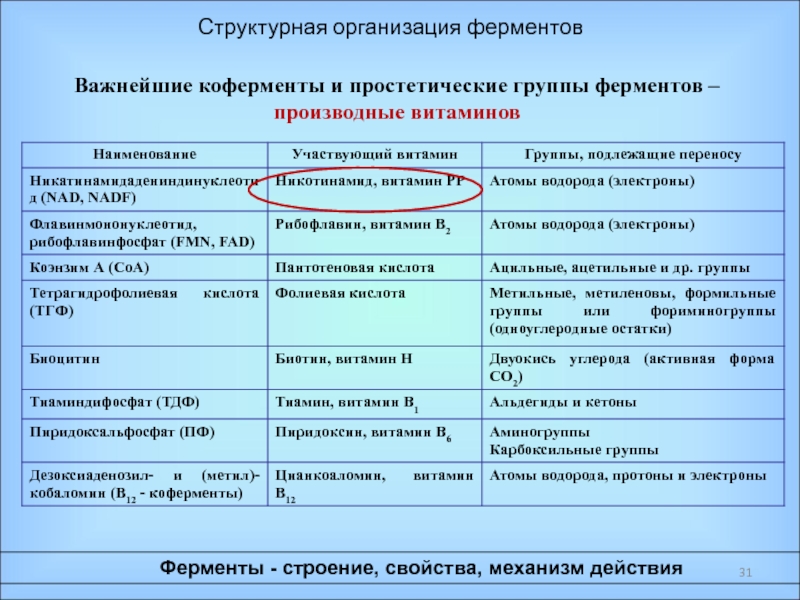 Ферменты отличия. Коферменты и простетические группы. Структурная организация энзимов. Структурная организация ферментов. Структурная организация простых и сложных ферментов.