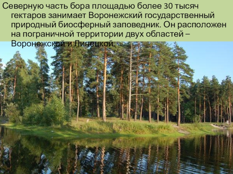 Твой список бор. Усманский Бор заповедник. Хреновской Бор в Воронежской. Усманский Бор Воронежской области. Усманский Бор биосферный заповедник Воронежская обл.