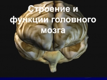 Строение и функции головного мозга