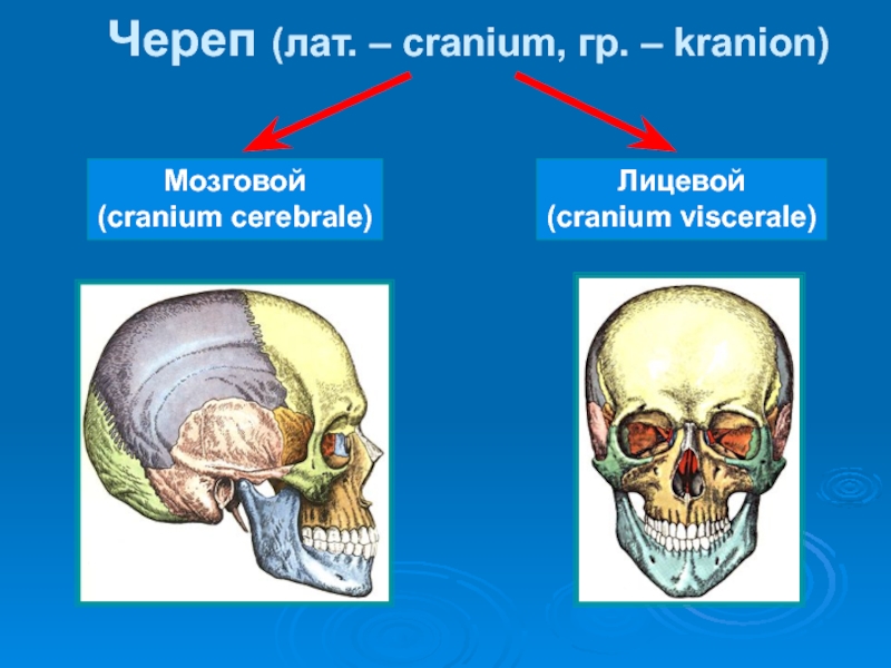 Мозговой череп презентация