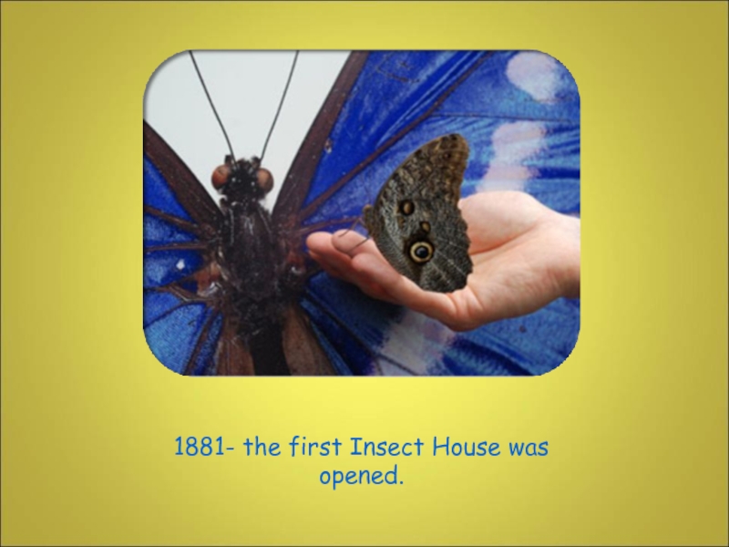 1881- the first Insect House was opened.