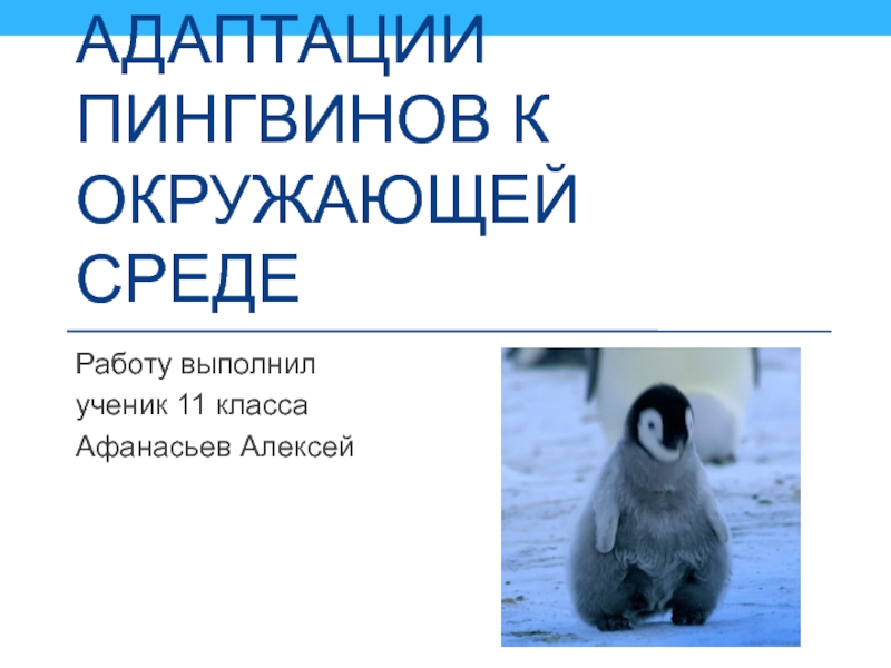 Адаптации пингвинов к окружающей среде 11 класс