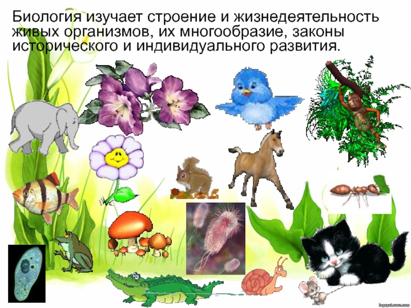 Современный мир живых организмов 7 класс презентация