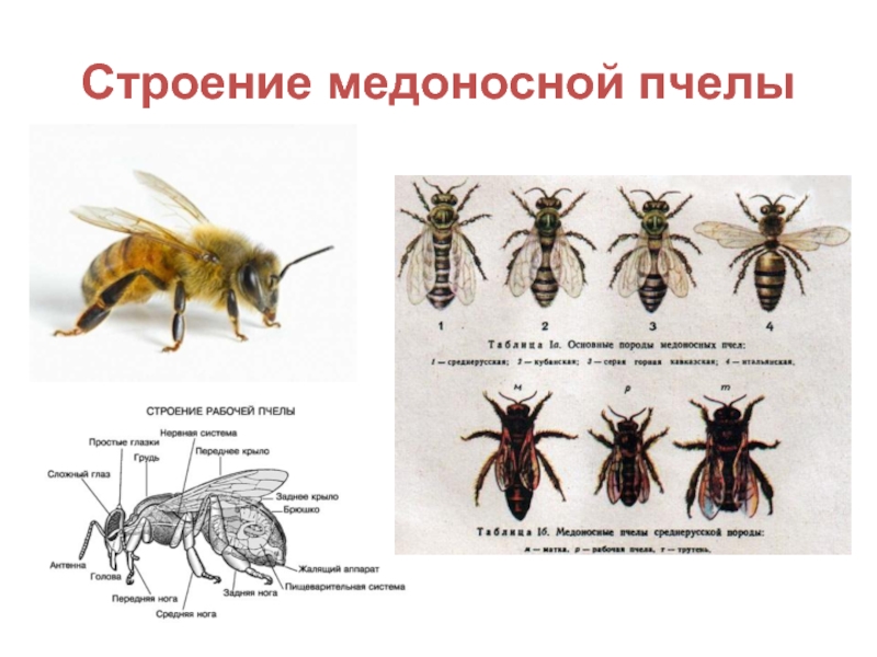 Строение пчелы. Пчела медоносная строение рабочей пчелы. Внутреннее строение пчелиной матки. Строение тела пчелы медоносной. Строение пчелы медоносной.