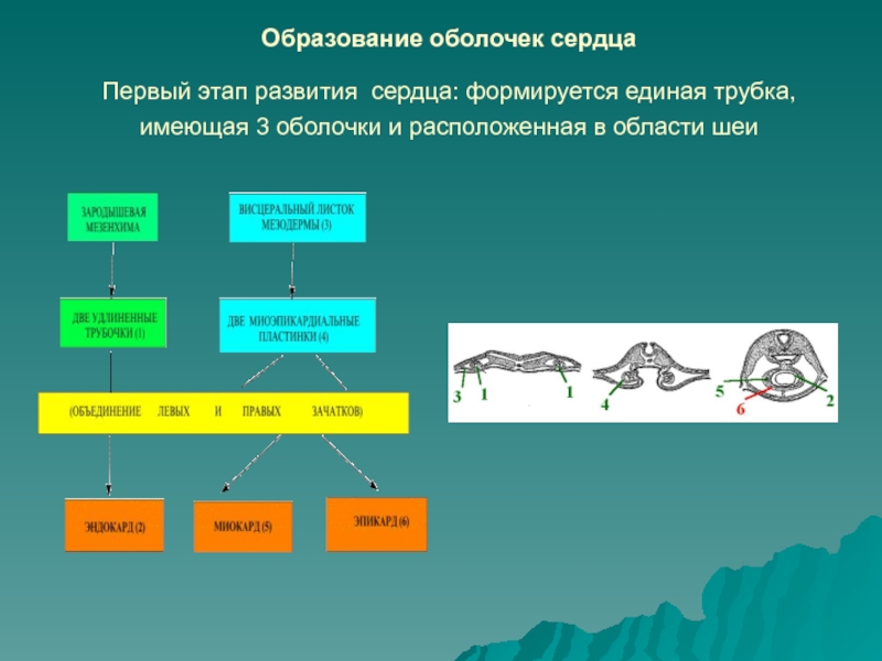 Образование оболочек сердца