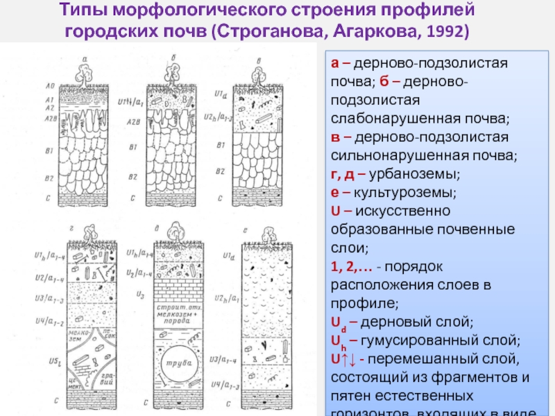 Морфологическое строение. Строение профиля почв таблица. Профиль почвенный дерново-подзолистые городские. Морфологическое строение профиля дерново-подзолистой почвы. Строение почвенного профиля подзолистых почв.