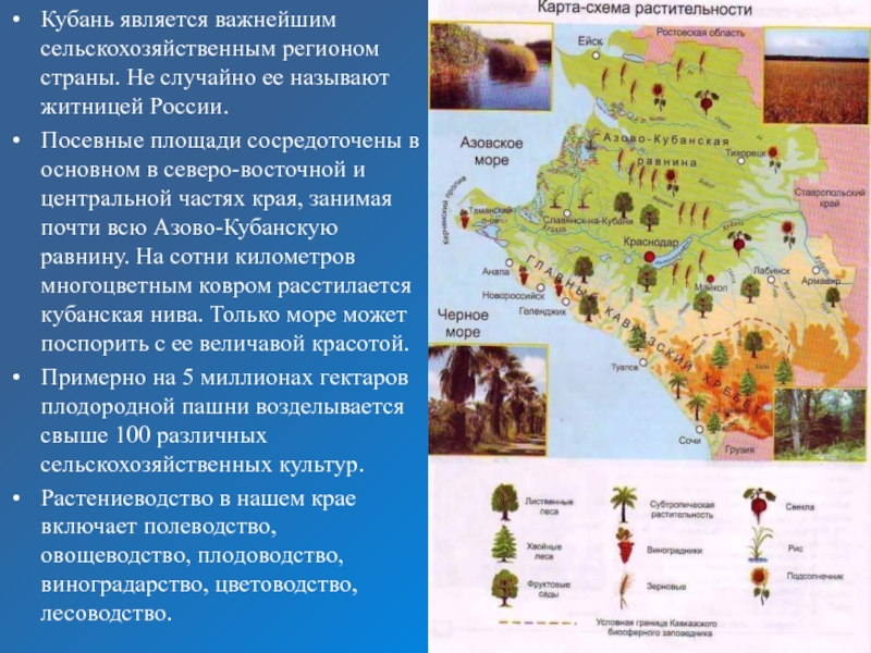 Проект краснодарского края. Доклад о Кубани. Растительный мир Кубани карта. Презентация кубановедение Краснодарский край. Проект по кубановедению о Краснодарском крае.