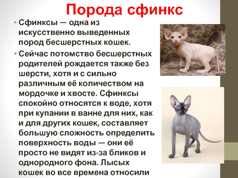 Презентация про сфинксов кошек