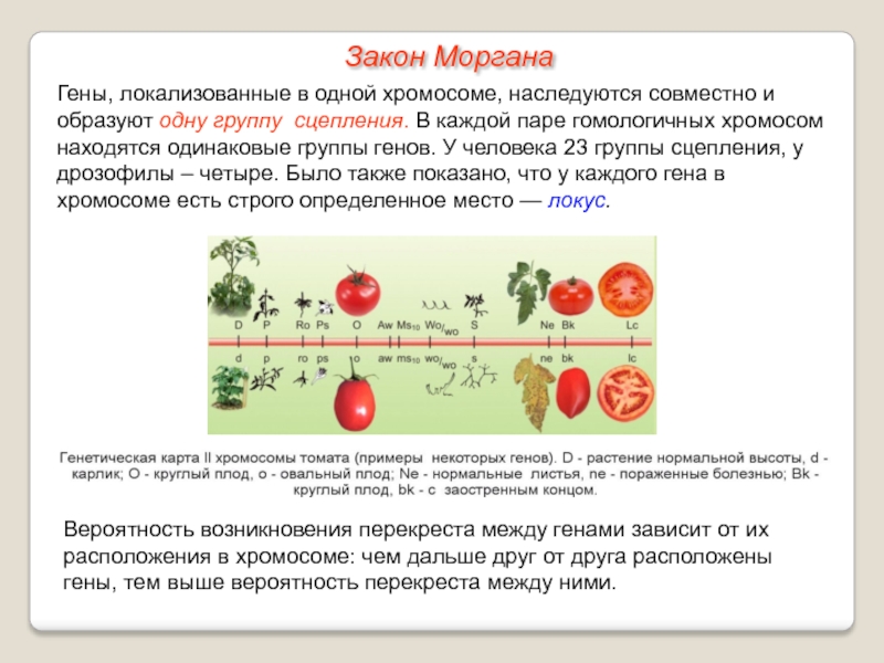 Схема взаимного расположения генов в одной группе сцепления это