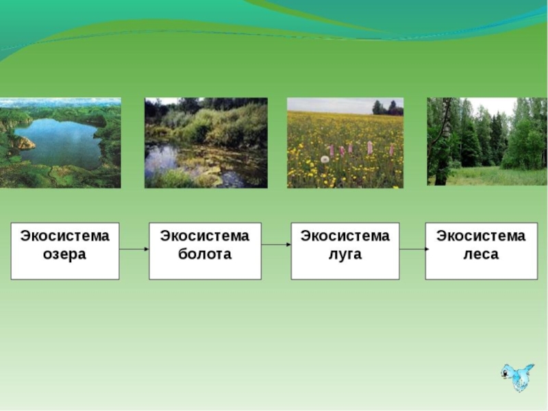 Примеры природных сообществ озеро. Экосистема луг. Естественные экосистемы озера. Экосистема лесного болота. Луга и болота.