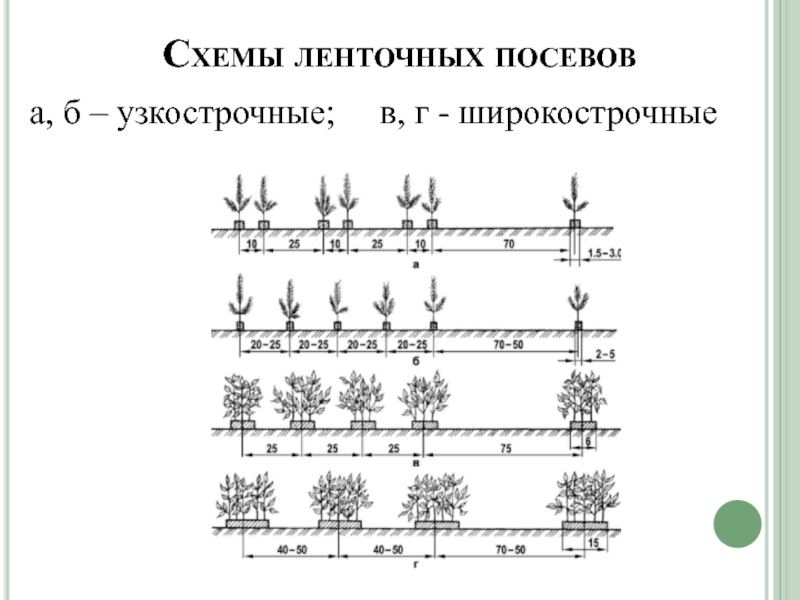 Лесной питомник схема