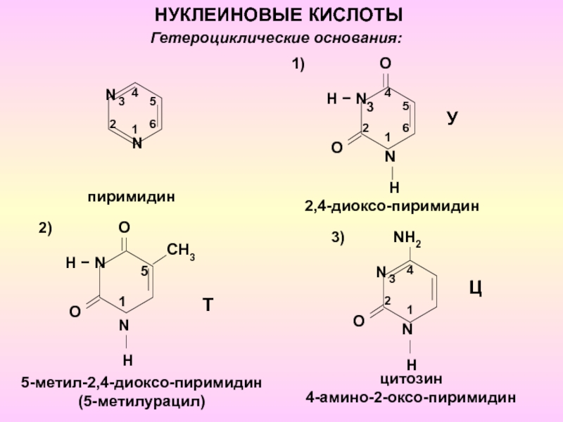 1
N
Гетероциклические основания:
N
2
3
4
5
6
пиримидин
1)
О
О
2
N
H
H 