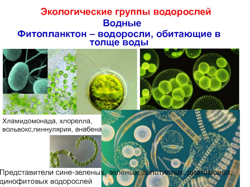 Презентация Экологические группы водорослей
Водные
Фитопланктон – водоросли, обитающие в