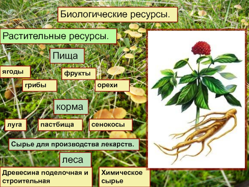 Биологические ресурсы краткая характеристика