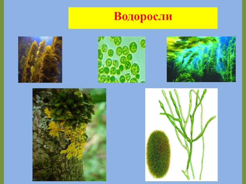 Водоросли их разнообразие и значение. Водоросли их разнообразие. Водоросли их разнообразие в природе. Одноклеточные водоросли примеры. Водоросли их разнообразие и значение в природе.