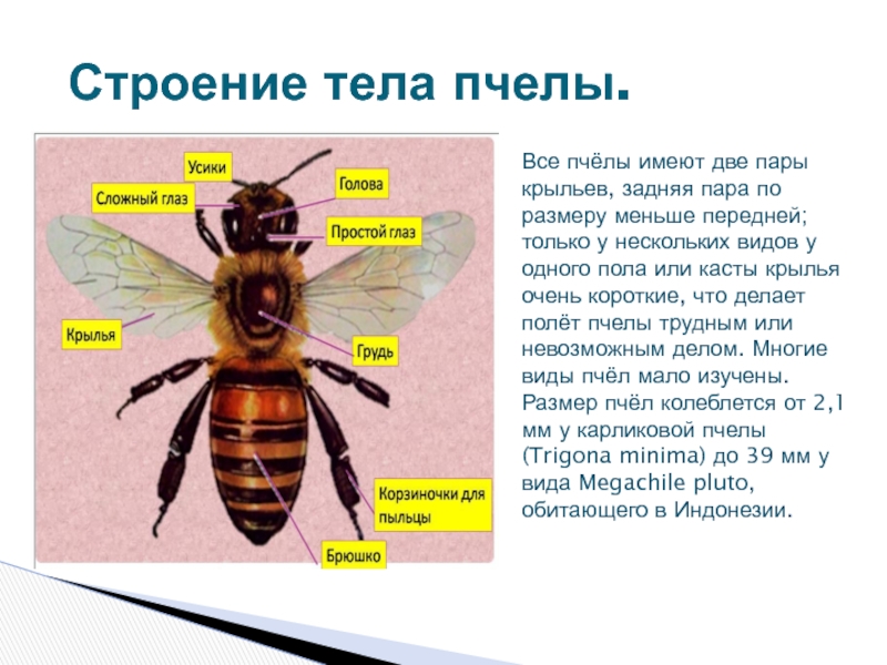 Сколько в осе. Отделы тела пчелы медоносной. Пчела медоносная форма тела Крылья. Внешнее строение пчелы. Строение крыла медоносной пчелы.