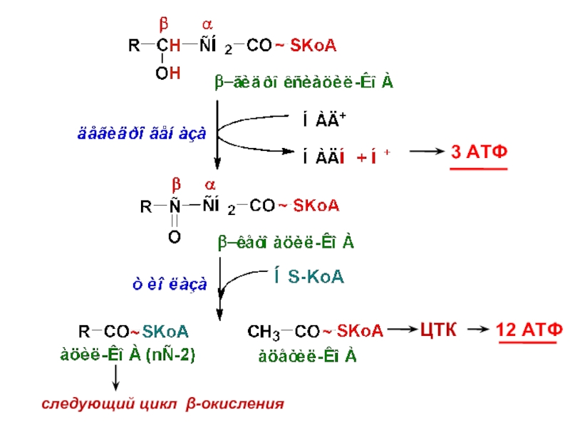 Цтк атф. Β-окисление. Три окисления АТФ. 1 Цикл бета окисления АТФ. Тотал АТФ.