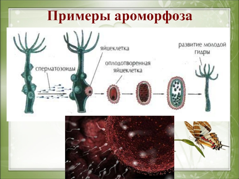 Ароморфоз покрытосеменных примеры. Ароморфоз примеры. Примеры ароморфоза в биологии. Примеры ароморфоза у растений. Ароморфоз примеры у животных и растений.