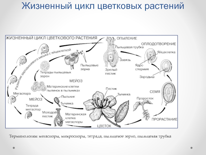 Жизненный цикл растений рисунок