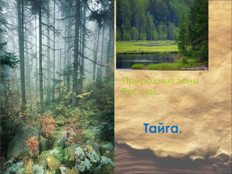 Природные зоны России.    Тайга.