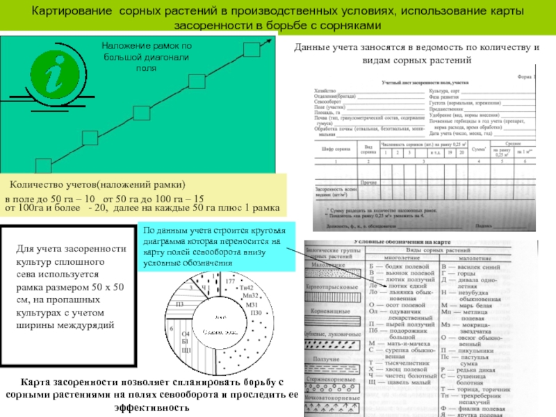 Условия использования карт. Ведомость первичного учета засоренности поля (участка). Картографирование сорных растений. Картирование сорняков. Составление карт засоренности полей.