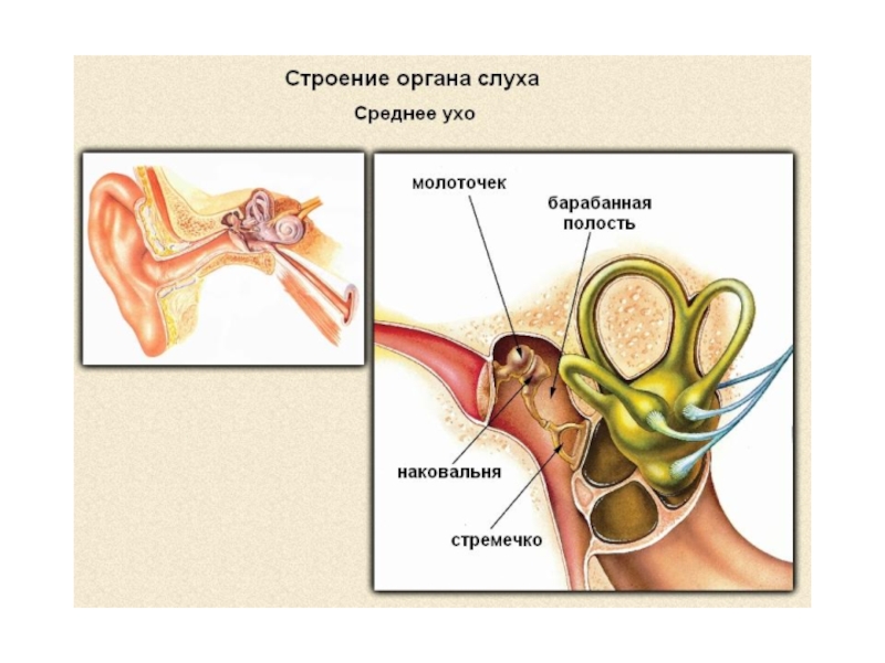 Органы слуха и равновесия презентация 8 класс