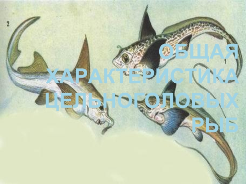 Общая характеристика цельноголовых рыб