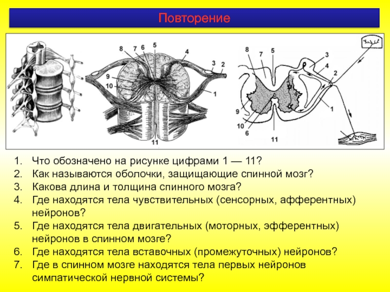 Как называется элемент волнения обозначенный на рисунке цифрой 5