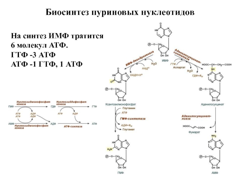 Происходит синтез нуклеиновой кислоты. Синтез пуриновых нуклеотидов ГМФ. Механизмы биосинтеза пуриновых нуклеотидов. Реакции синтеза пуриновых нуклеотидов.