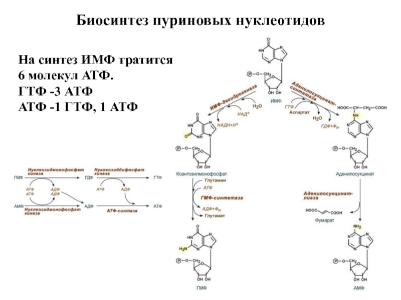 Нуклеотиды место синтеза. Синтез пуриновых нуклеотидов ГМФ. Механизмы биосинтеза пуриновых нуклеотидов. Реакции синтеза пуриновых нуклеотидов. Синтез амф и ГМФ биохимия.