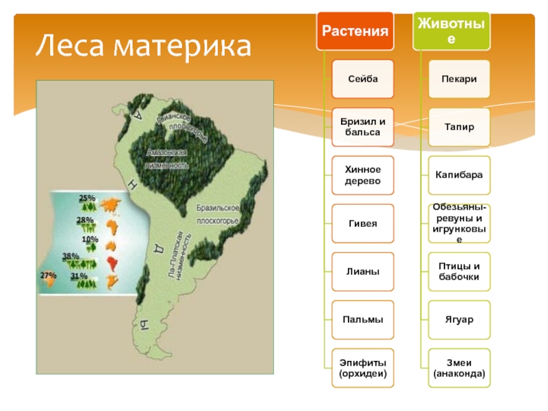 Растения материка Южная Америка. Растения Южной Америки на карте. Растения Южного материка. Леса умеренного пояса Южной Америки растения.