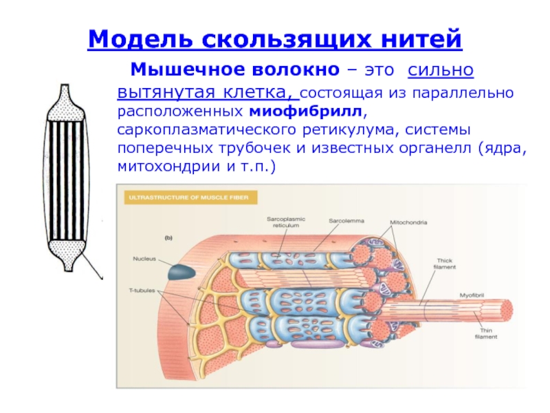 Схема строения мышечного волокна