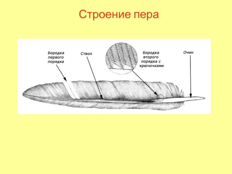 Схема строения пера