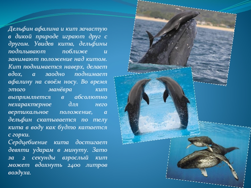 Дельфин афалина и кит зачастую в дикой природе играют друг с другом. Увидев кита, дельфины подплывают поближе